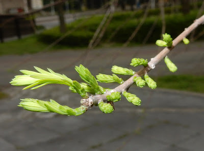 Leaves of Bald Cypress