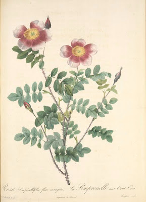 Rosa Pimpinellifolia Flore Variegato