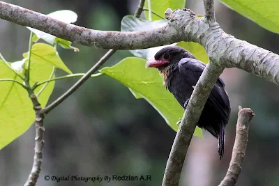 Dusky BroadBill