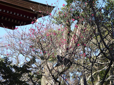 佐太天神宮の梅 紅梅