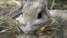 A rabbit eats dry grass