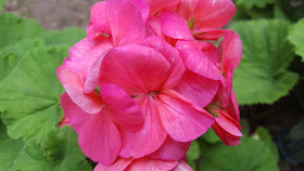 (Almost) Wordless Wednesday - pink flowers
