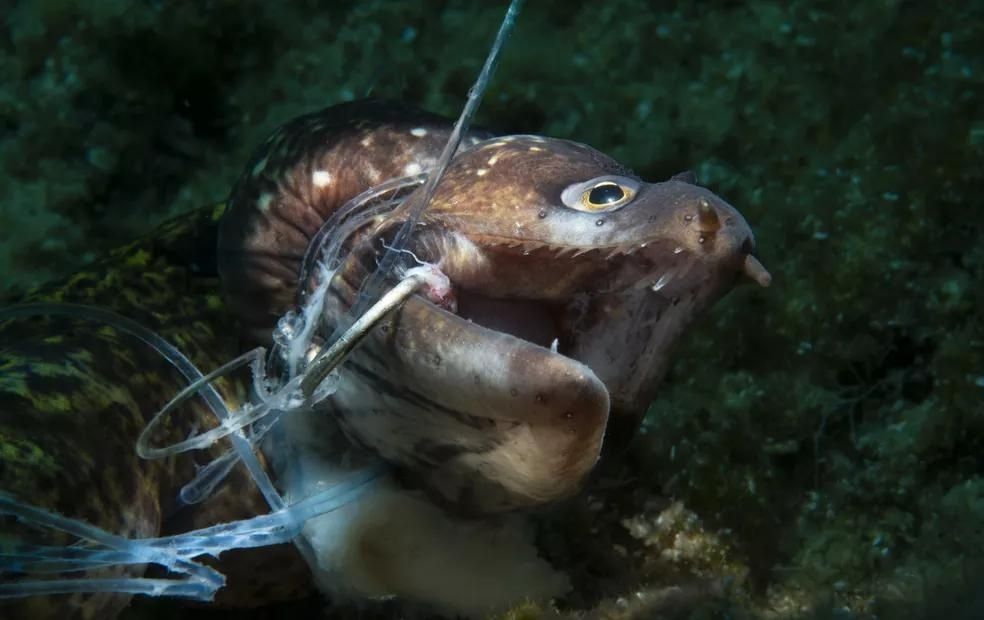 Prêmio de fotografia retrata o dano causado pelo lixo na vida marinha