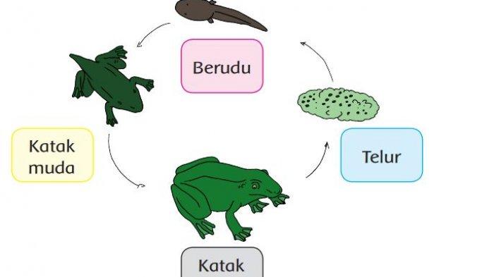 daur hidup katak