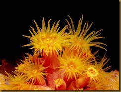 coral_01