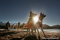 Dog Sledding