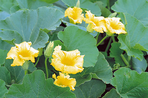 Hermosas flores amarillas - Amazing yellow flowers