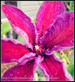 pink and purple Clematis flower