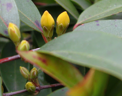 evergreen vines of Star