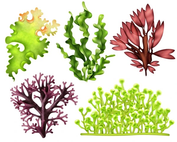 Algae