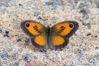 mariposa-lobito-jaspeado-pyronia-cecilia-macho-