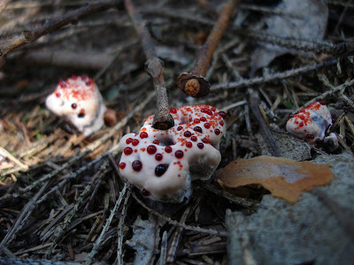 kolczakówka piekąca Hydnellum peckii