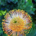 Pincushion protea (Leucospermum cordifolium)