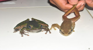 Hylarana chalcanota
