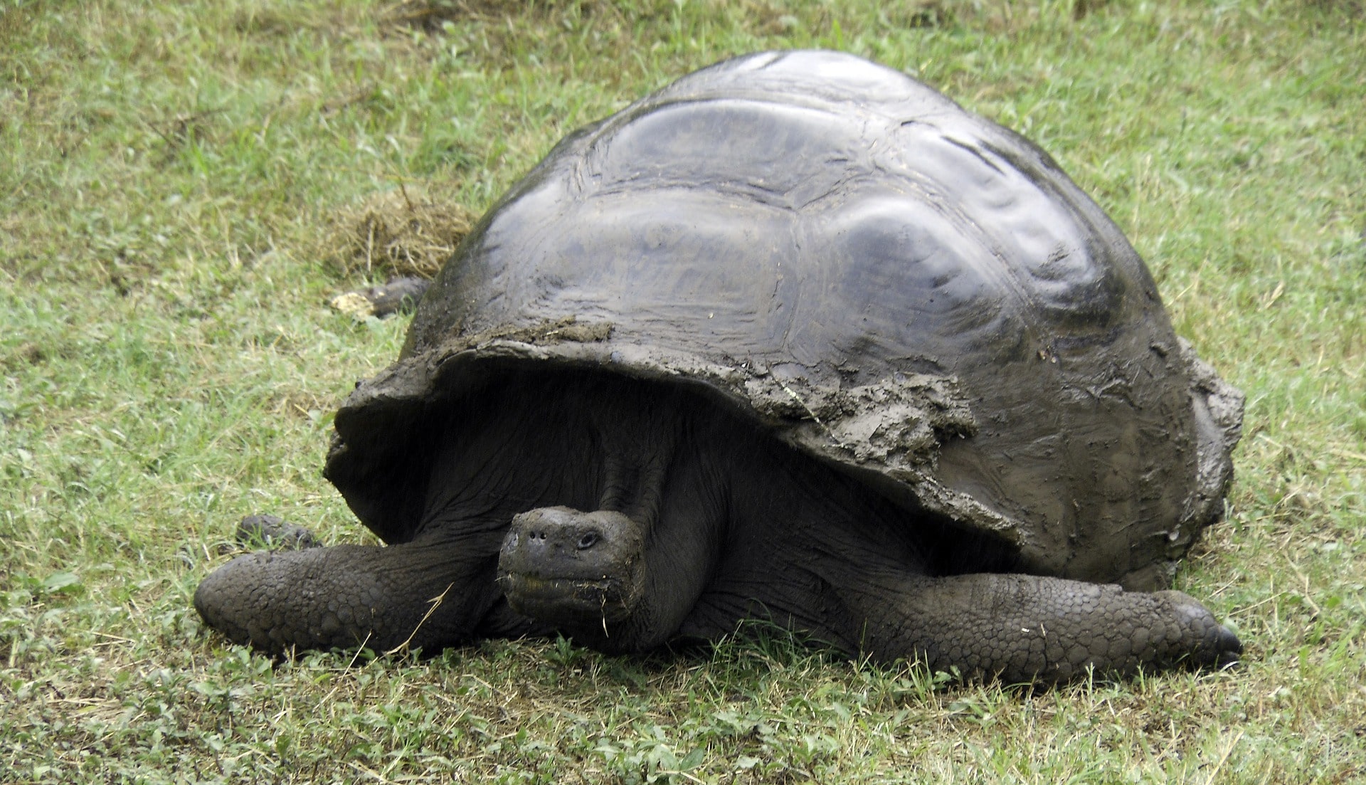 About The Galapagos Islands Giant Tortoise