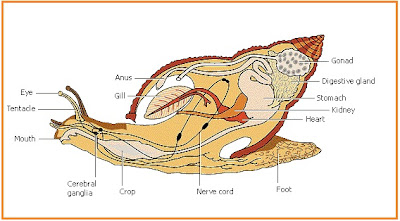 Ciri ciri dan  Klasifikasi Filum Mollusca