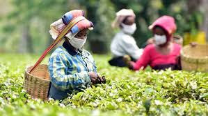 Darjeeling's tea garden laborers are battling to get by