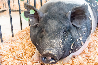 Pig in a pen at a fair