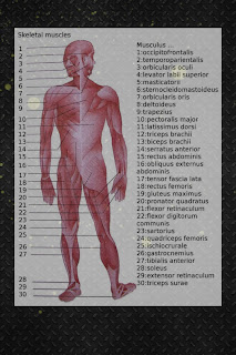 90 Interesting facts about the body !