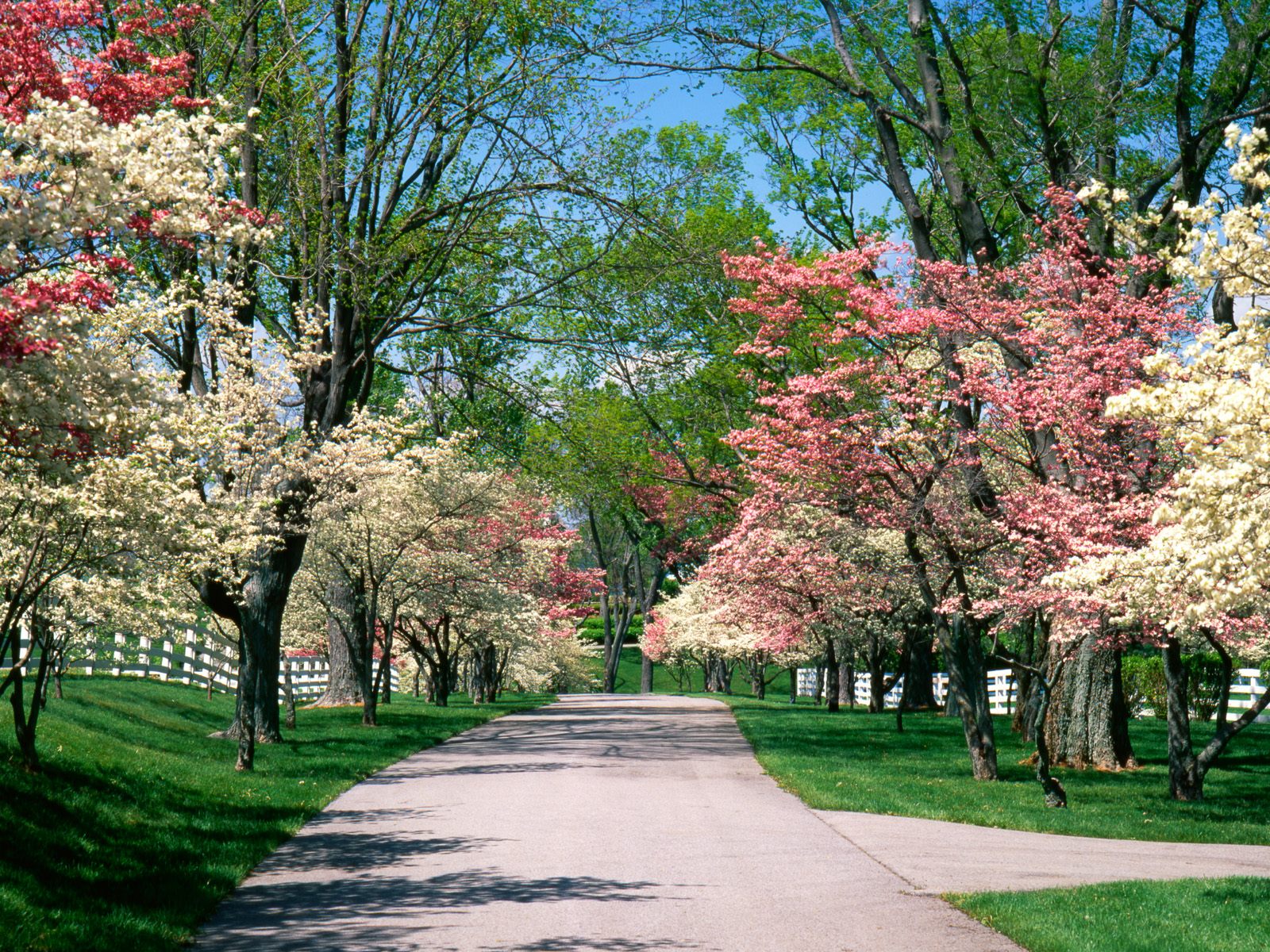 Pink Trees!