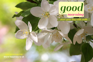 Smile morning wishes with white flowers image