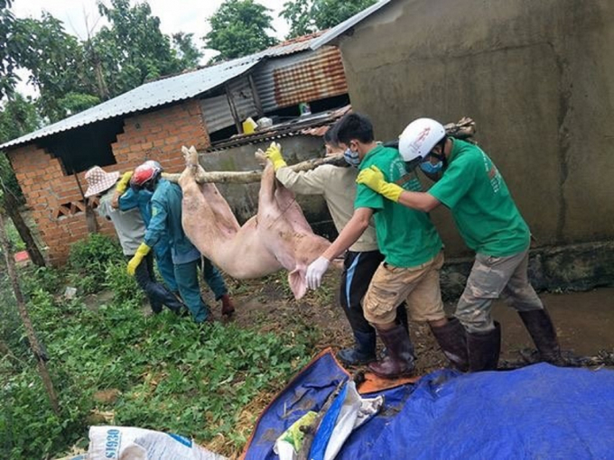 Cơ quan chức năng huyện Cư M’gar tổ chức tiêu hủy lợn mắc bệnh. Ảnh: TD.