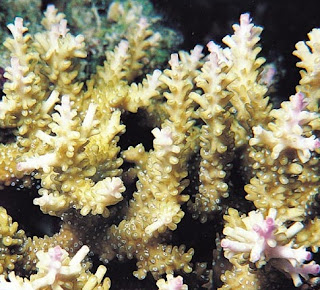 gambar karang bercabang