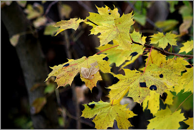 October 31, 2018 Noticing that today the fall colours are abundant with yellow