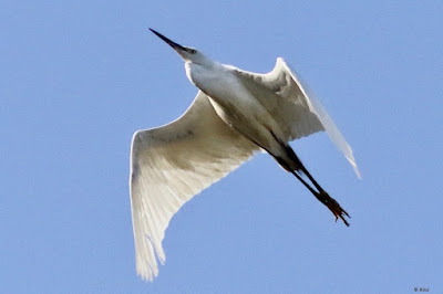 "Great Egret - Ardea alba,flying high above,a migrant to Mount Abu"