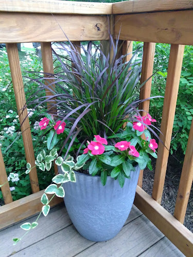 Pot of purple fountain grass with pink flowers