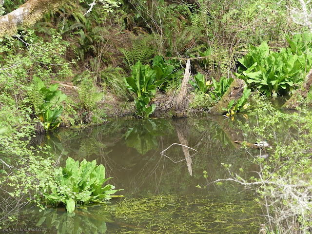 19: water surrounded by skunk cabbage