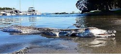  Ένα παράξενο πλάσμα της θάλασσας, που μοιάζει με διασταύρωση ανάμεσα σε κροκόδειλο και δελφίνι, ξεβράστηκε στις όχθες λίμνης στην Αυστραλία...