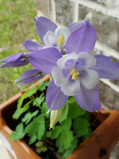 Columbine Flowers Blooming