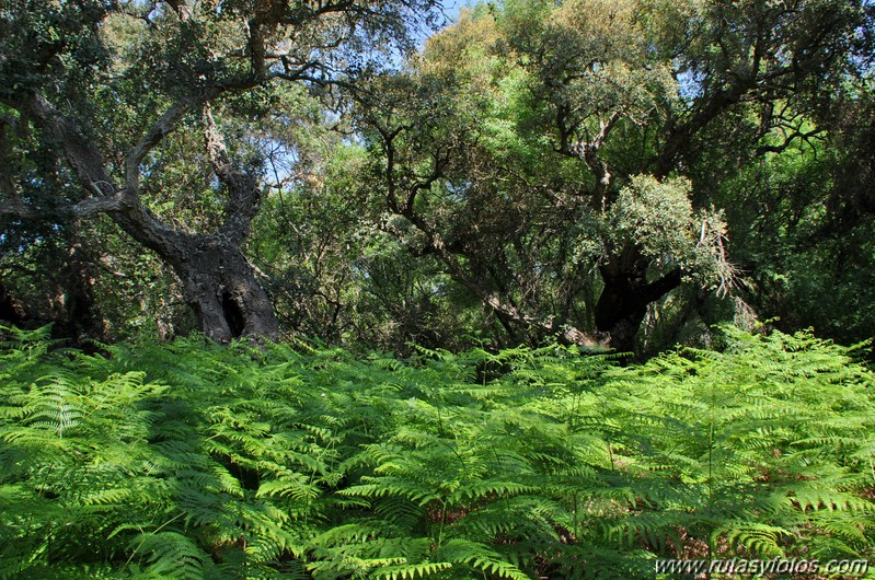 Sendero del Acebron