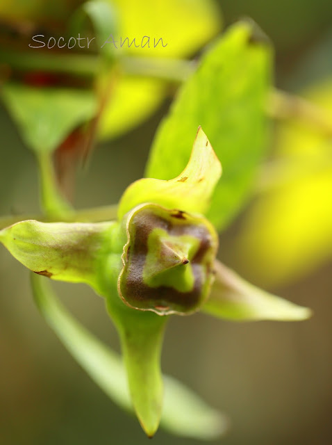 Codonopsis lanceolata