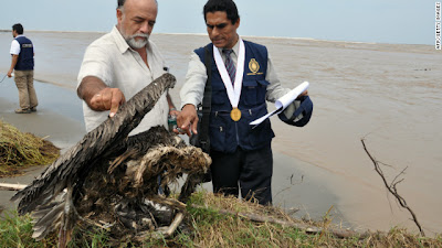 Aves muertas en las costas de Chile