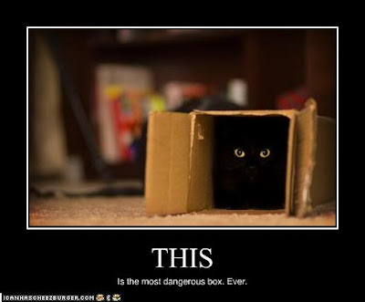 Cat funny picture