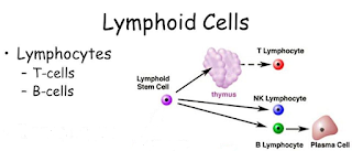 Cells of Immune System Lymphoid Cells DeepaliTalk BioTechnology