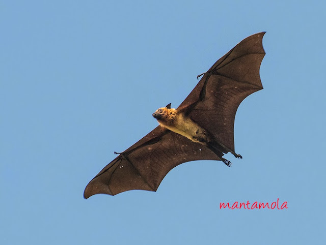 Flying Fox, Thailand