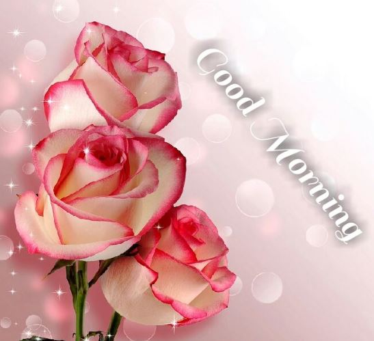 good morning rose images free download