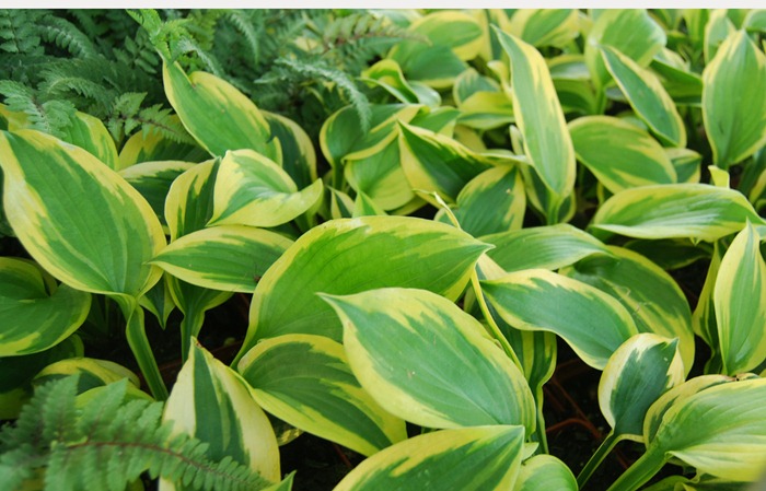 hosta