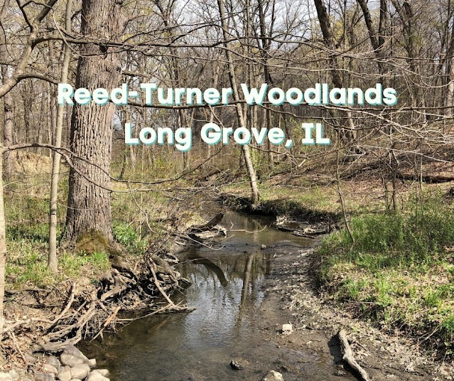 Wildflower Loving, Ravine Gazing and Hiking Along a Lake at Reed-Turner Woodlands in Long Grove, Illinois