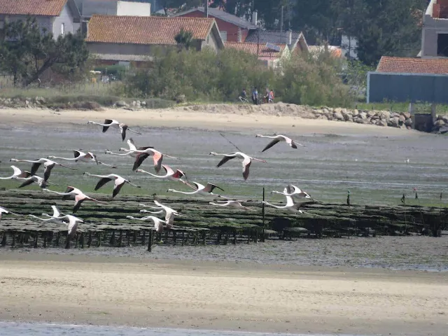 Flamingos taking flight on Aveiro Lagoon