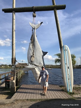 Big Shark
