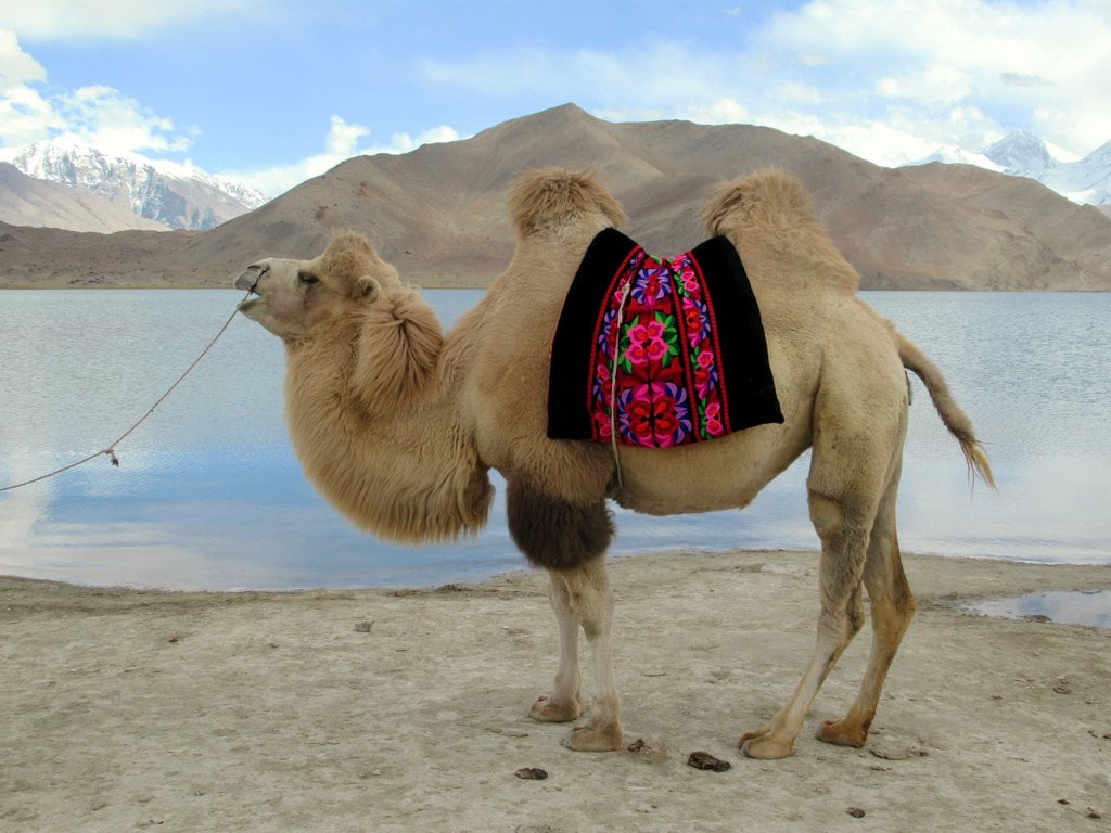 About Bactrian Camels, Two-Humps Mammals Who Like to Wander