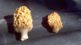 Morel Mushrooms, michigan, sun, shade, grassy field, forest, expensive, dried
