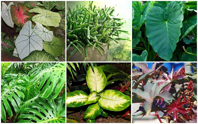 Plantas venenosas - precauções e cuidados