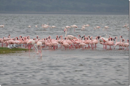 25 Africa 080