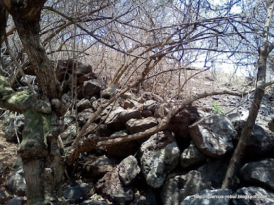 Subiendo El Cerro de Jocotepec, rumbo al Cerro El Ocote