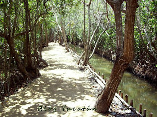 Mangleres Yucatan Reserva Ecologica